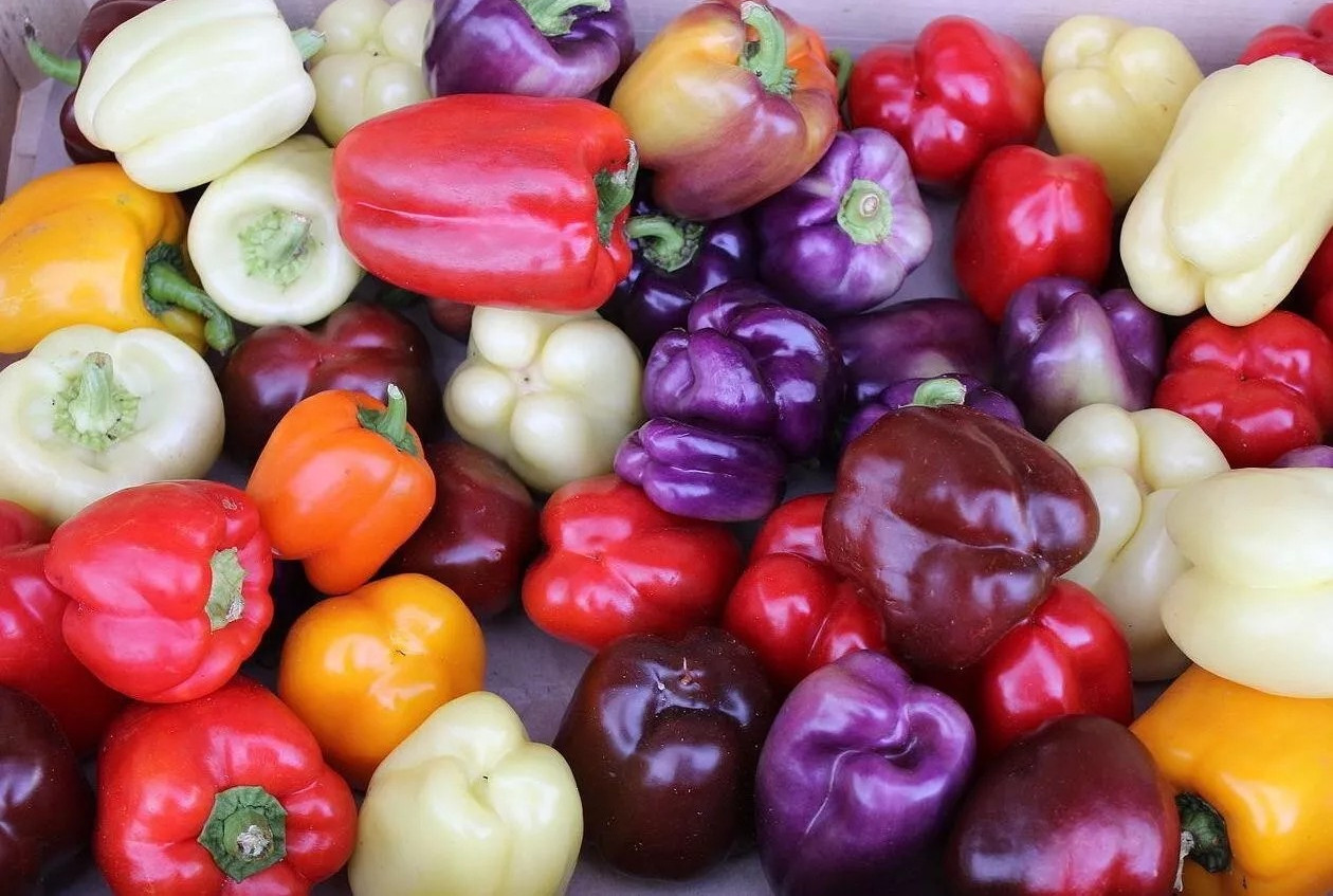 120+ RAINBOW BELL PEPPER SEED MIX – 7 COLORFUL BELL PEPPER VARIETIES —- FRESH