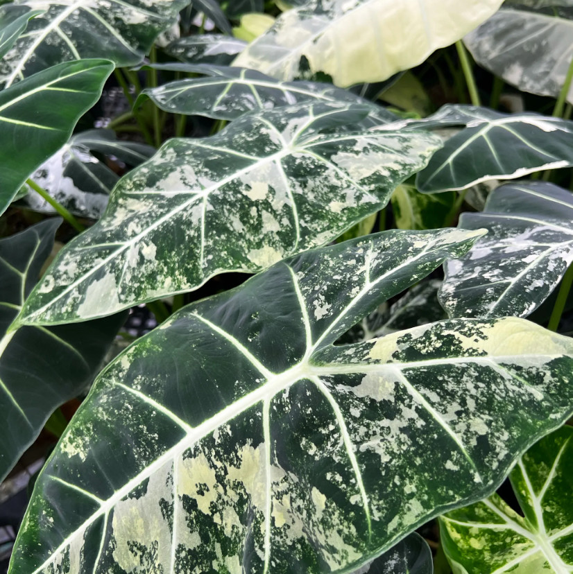 Alocasia Frydek Variegated Plant – 4-8″ Tall – Rare Velvet Elephant Ear Housepla
