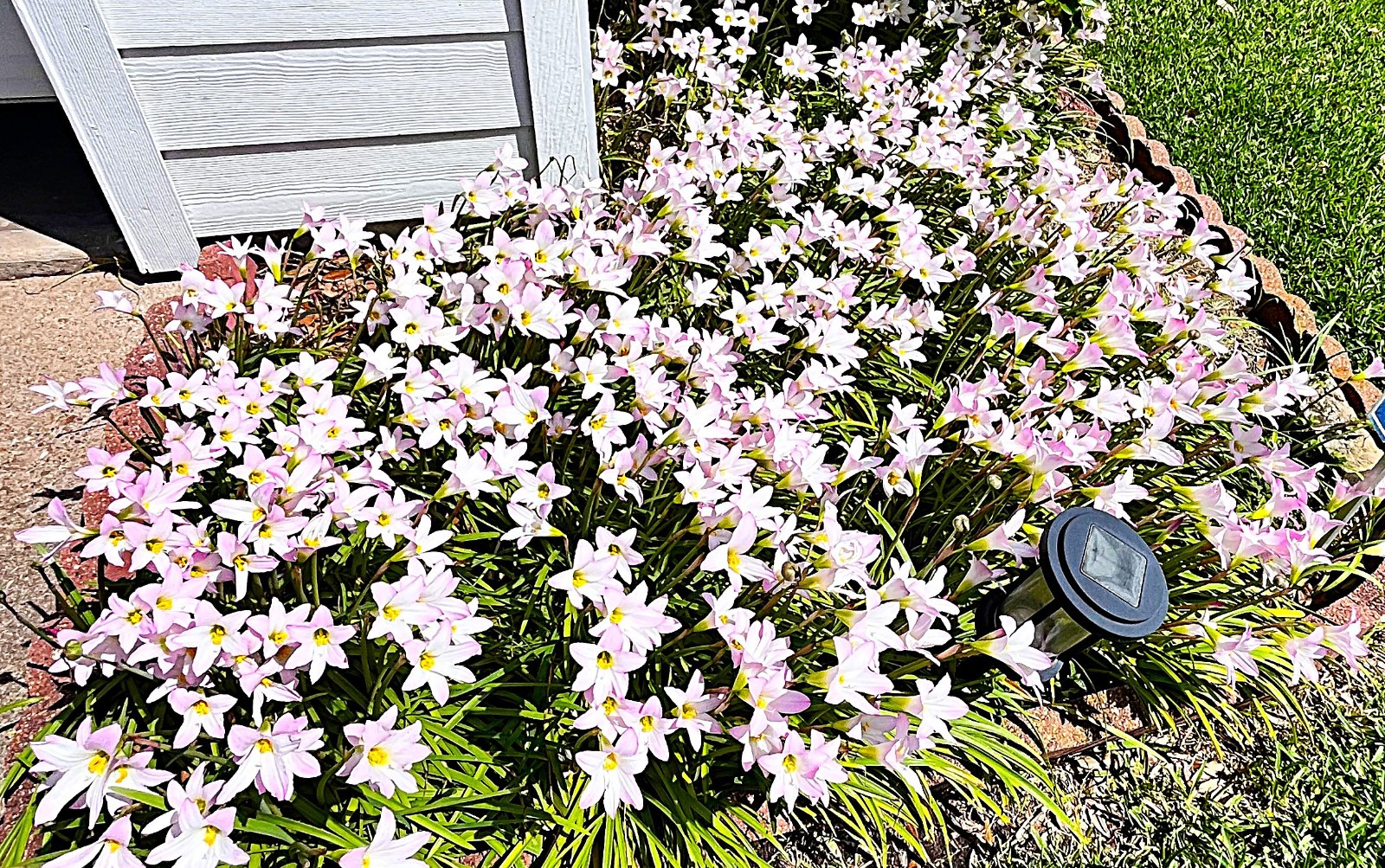 Rain Lily zephyranthes 12 live bulbs with roots and leaves pastel purple lot