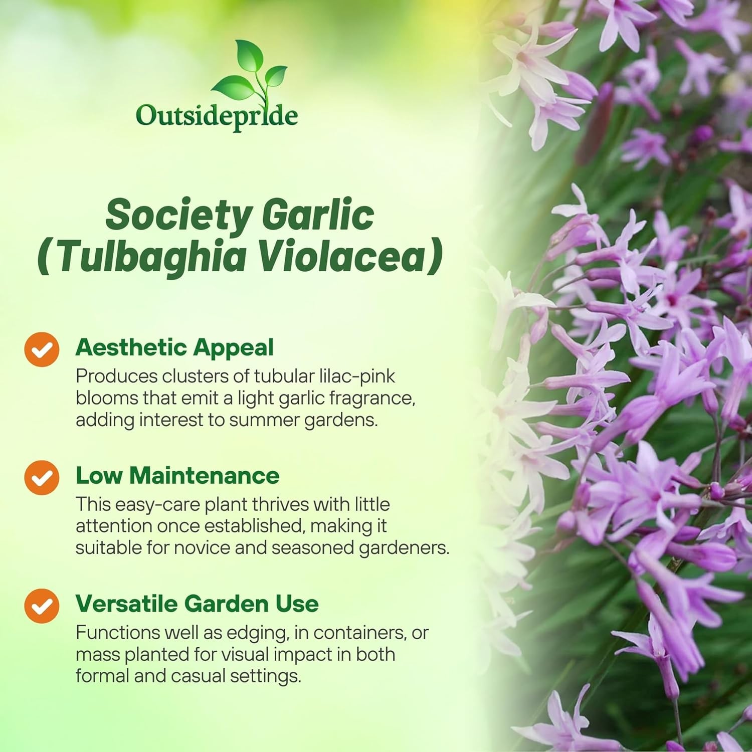 50 Seeds Society Garlic Seeds – Tulbaghia Violacea Silver Lace Flower Seed