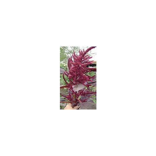 Amaranth Red Garnet Sprouting Microgreen Heirloom By Seed Kingdom 5 Lb Seeds