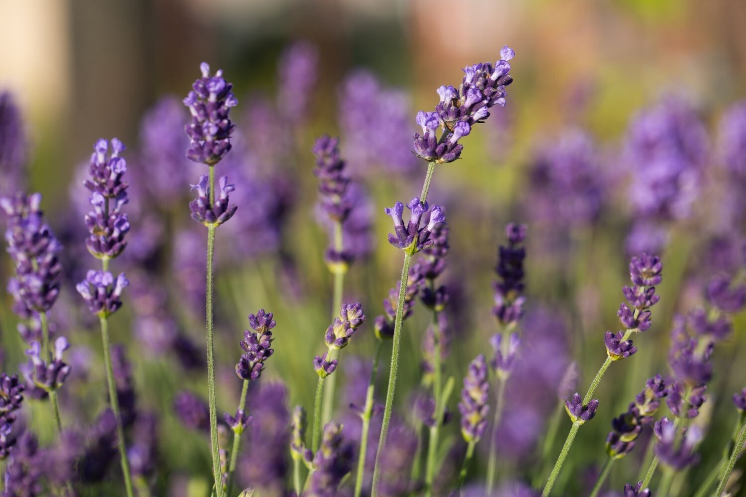 English Lavender (Lavandula Angustifolia) SEEDS