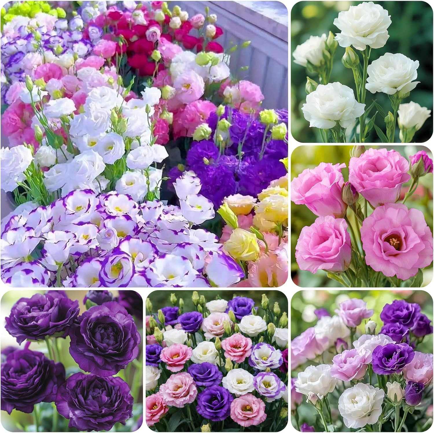 1000 Lisianthus Seeds for Planting Mixed Color Eustoma Flower Seeds Thornless