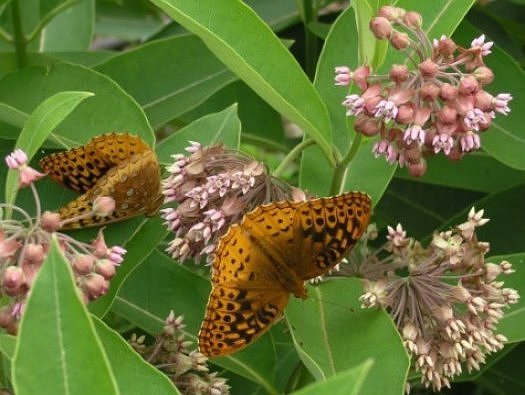Common Milkweed 2000 seeds Asclepias syriaca native wildflower Monarchs