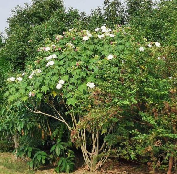 Hibiscus mutabilis | Double Cotton Rose | 100 Seeds