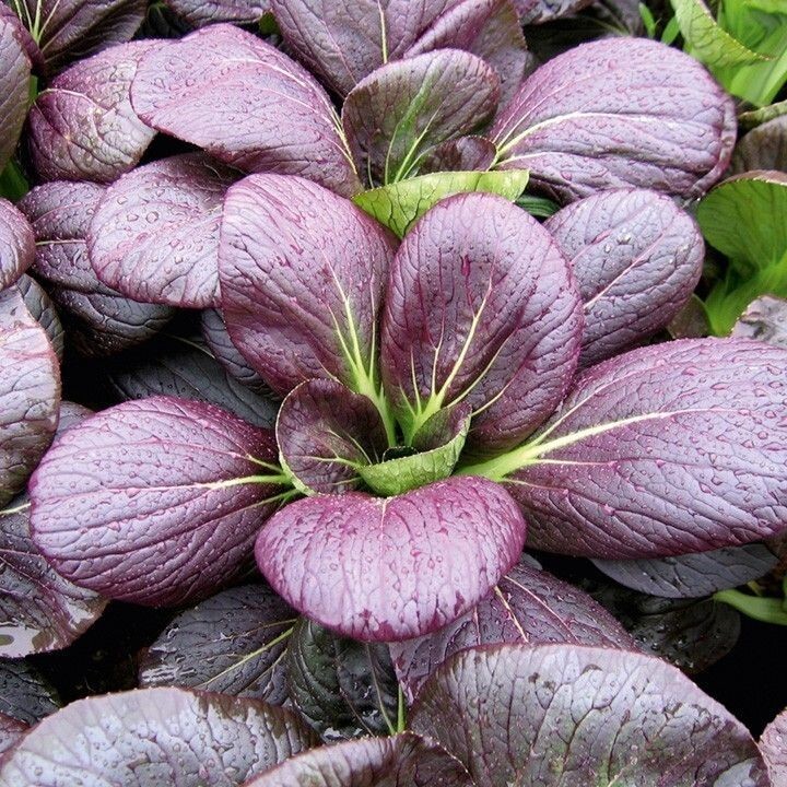 Non-GMO Asian Vegetable Bok Choy Purple Seeds（紫青江菜）500+Seeds 2023NEW!