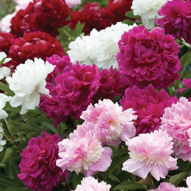 3-Beautiful, Red Non Stop Begonia Bulbs Spectacular Flowering Blooms Check Store