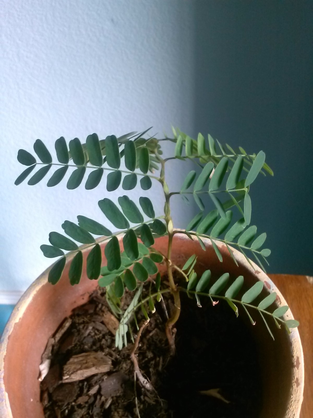 House plant: 10 pcs Tamarind SEEDS (Just seeds).