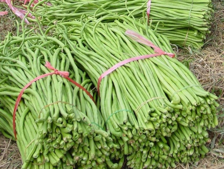 120 Dark Green Yard Long Bean Seeds —- Heirloom – Organic – Heirloom — FRESH