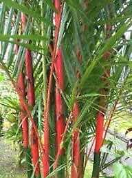 Red Bamboo Seeds ~ Fountain ~ Privacy Climbing ~ Cyrtostachys Renda Tree ~