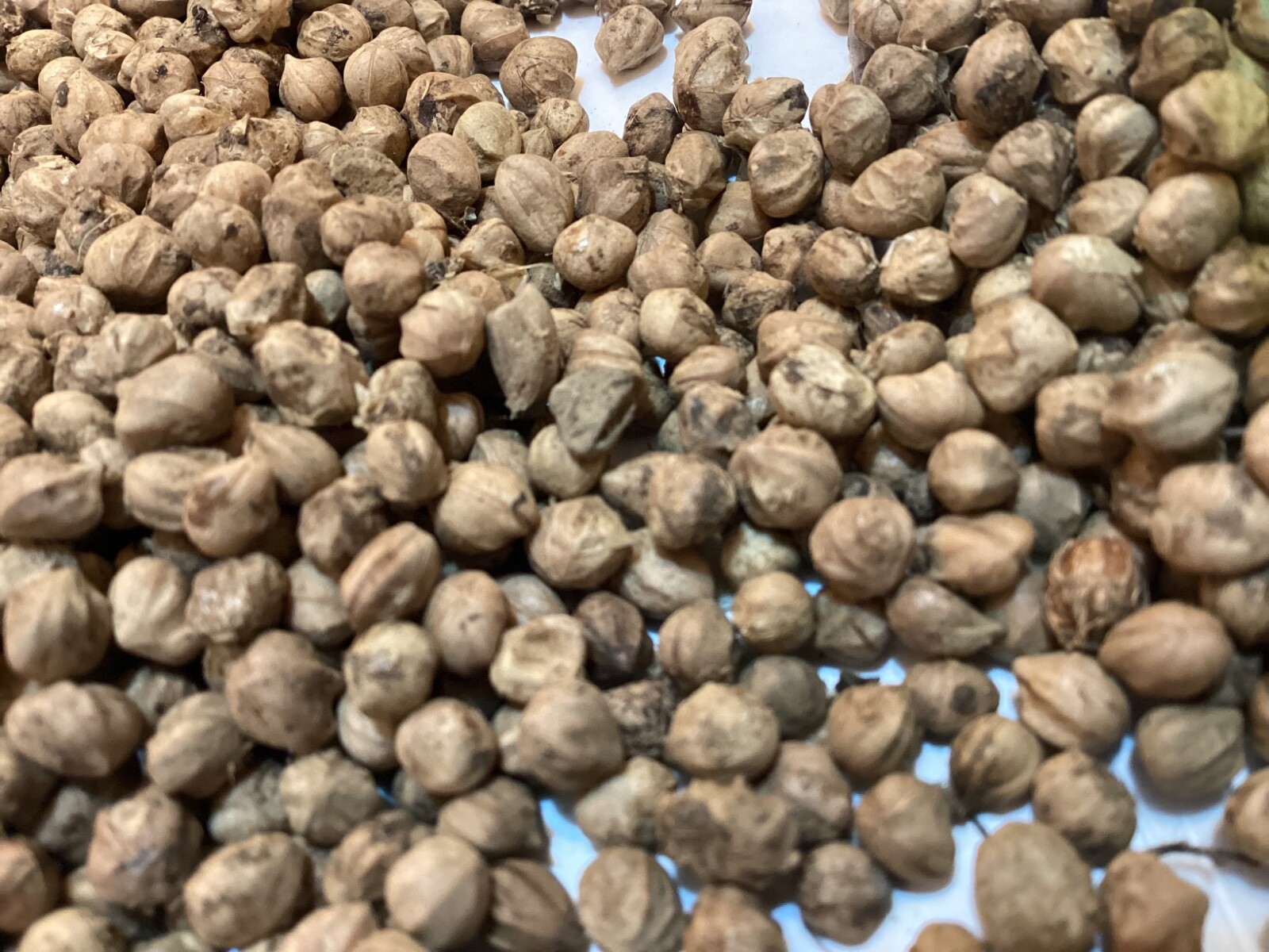 Silky Dogwood Tree Seeds (CORNUS AMOMUM)