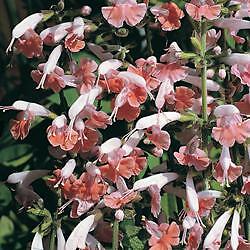 Salvia Coccinea Cherry Blossom 500 seeds