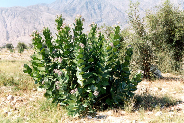Calotropis Gigantea Shrub 10 Seeds, Giant Milkweed Crown Flower For Butterflies