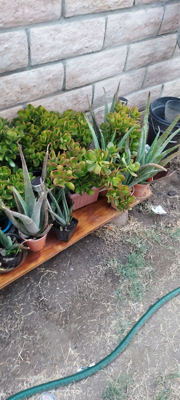 aloe plant live