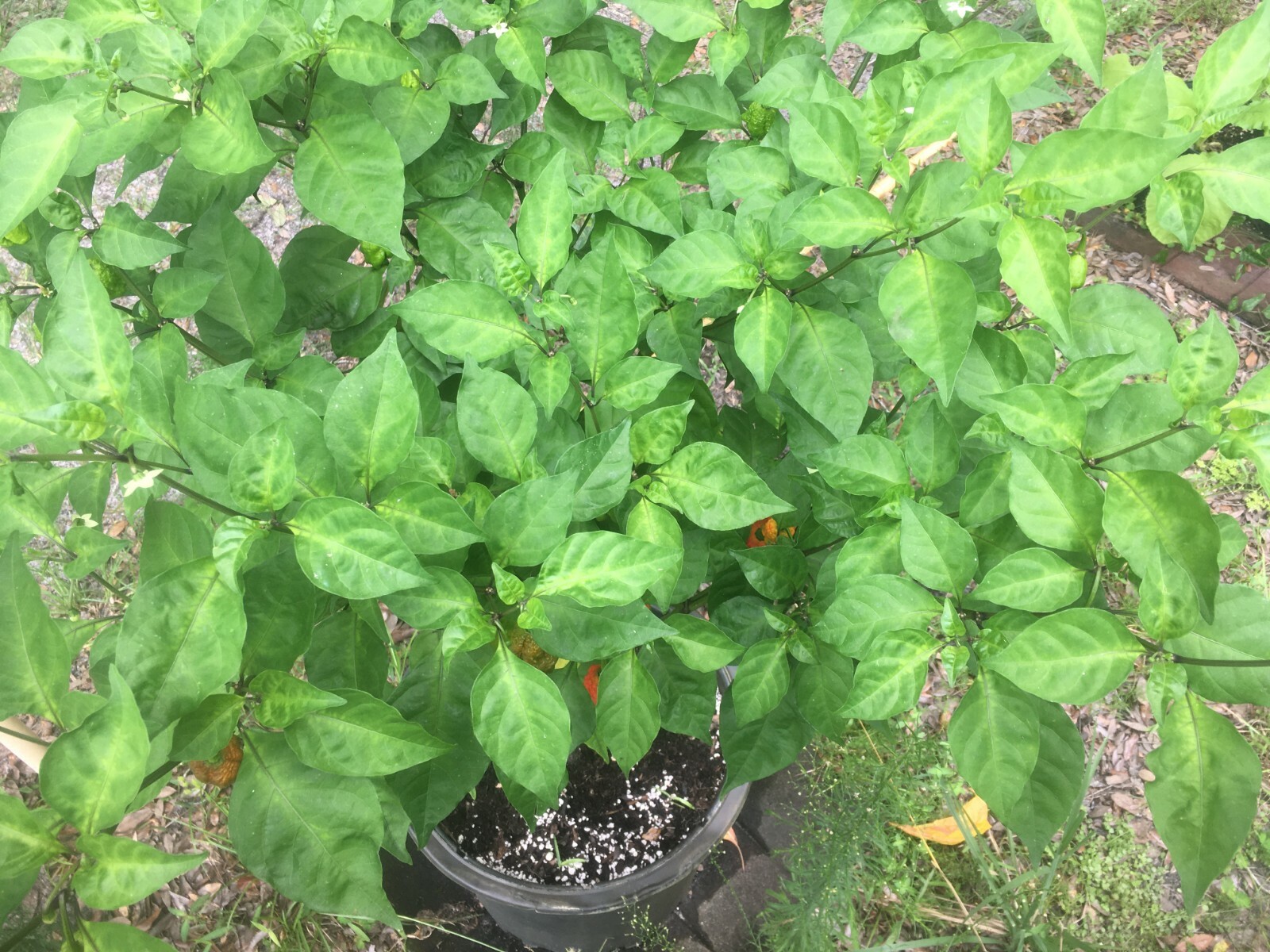Carolina Reaper 100% Organic SUPER HOT!