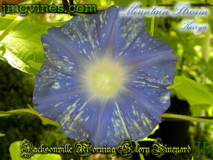 Mountain Stream Keiryu Japanese Morning Glory 6 Seeds