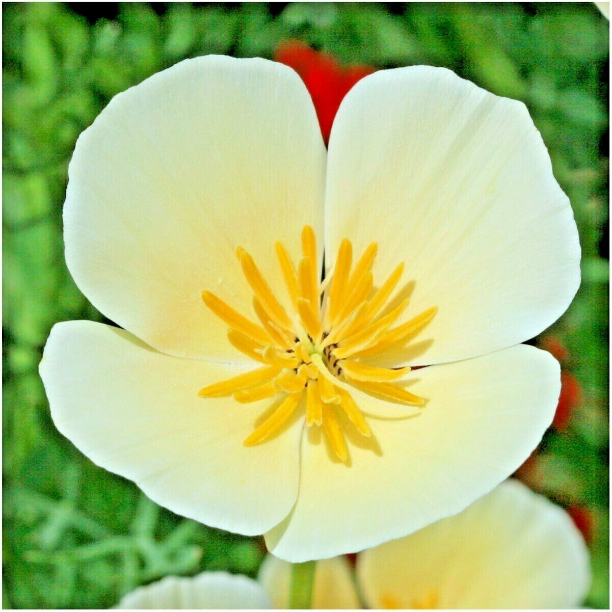 1001+WHITE Linen CALIFORNIA POPPY Flower Seed Native Wildflower Garden Container