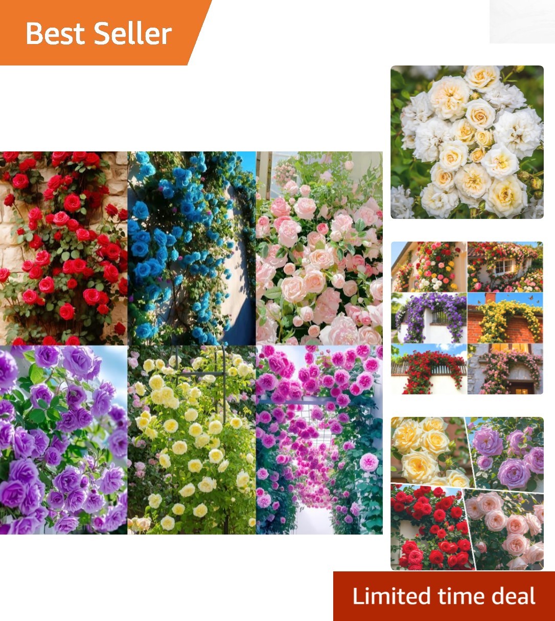Mixed Pink Climbing Rose Seeds (150+ Count) – Durable Ornamental Garden Flowers