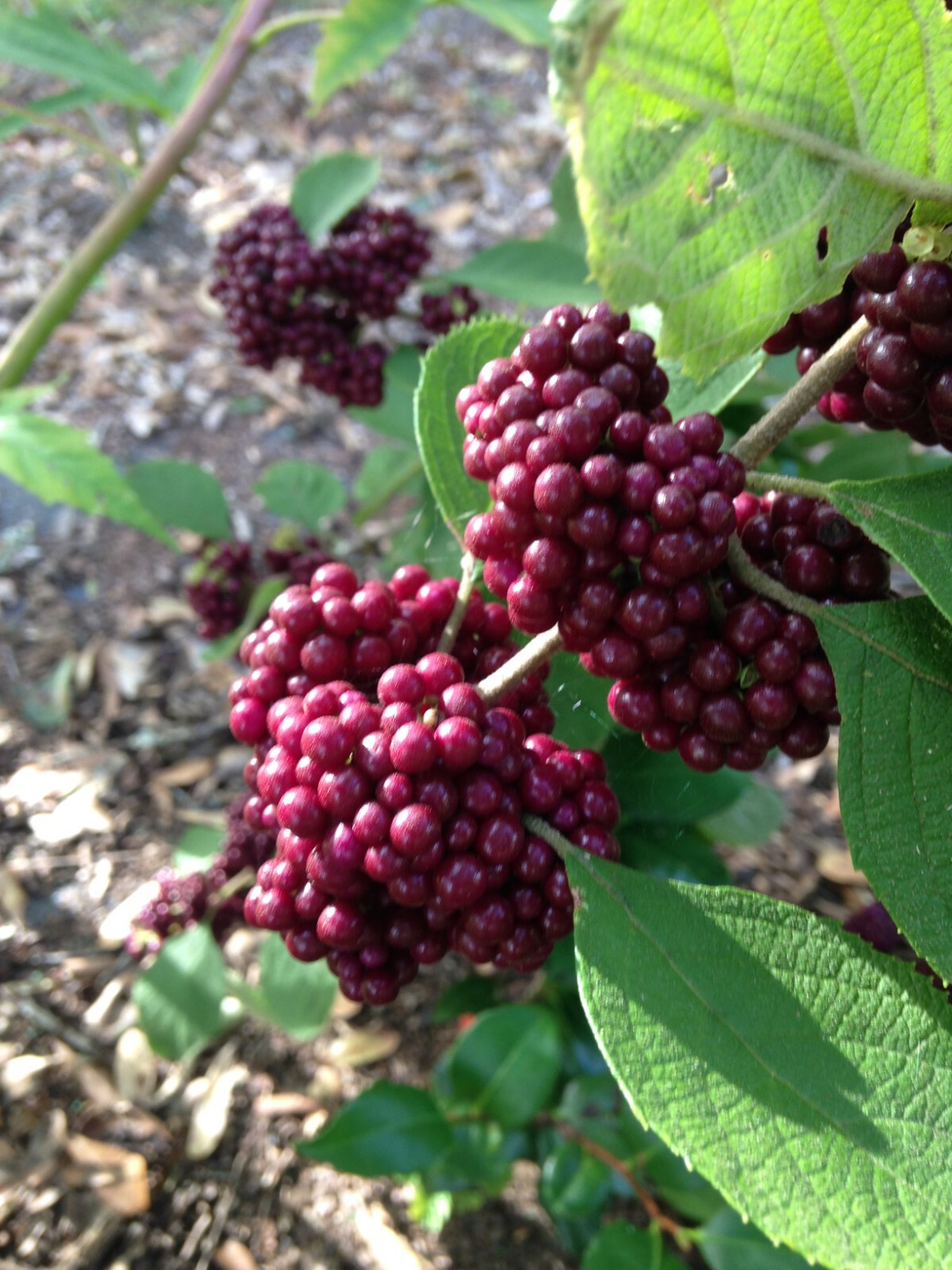Callicarpa acuminata Black Beautyberry Mexican beauty 30 seeds