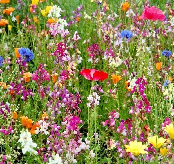 2000+NATIVE PERENNIAL WILDFLOWER Mix Seeds 17 Varieties Pollinators Cut Flowers