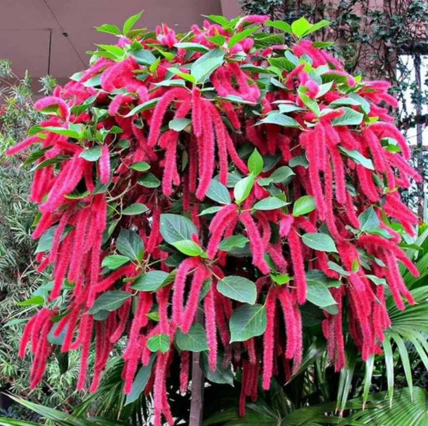 Set 2 Chenille Firetail Plant – 3-6″ Tall – Tropical Ornamental Plant for Hangin