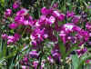 Lathyrus latifolius PERENNIAL SWEET PEA Seeds