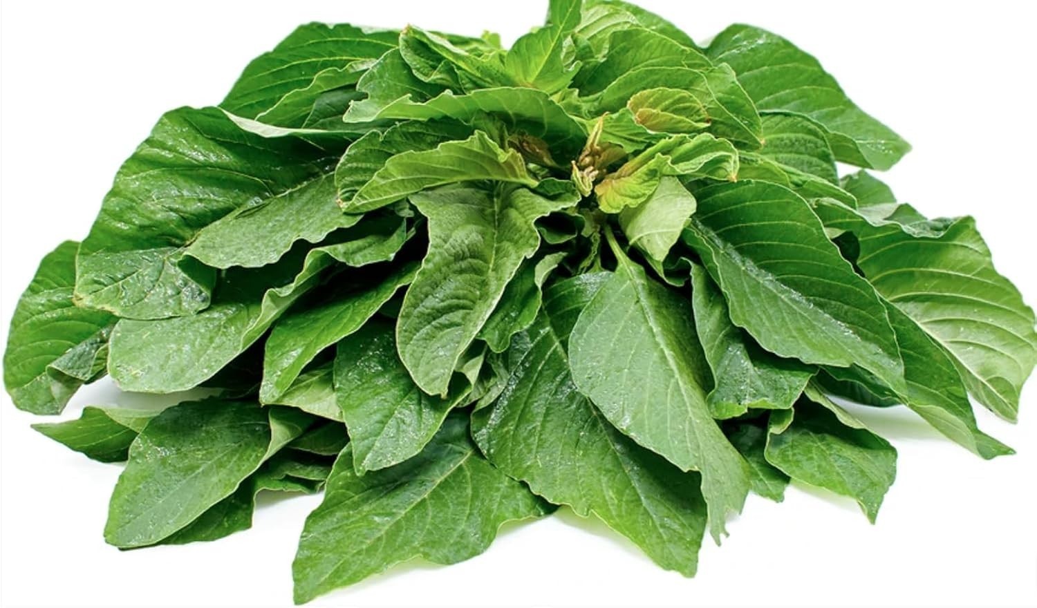 Fast-Growing Leaf Amaranth Seeds – Colorful Pet-Friendly Greens for Containers