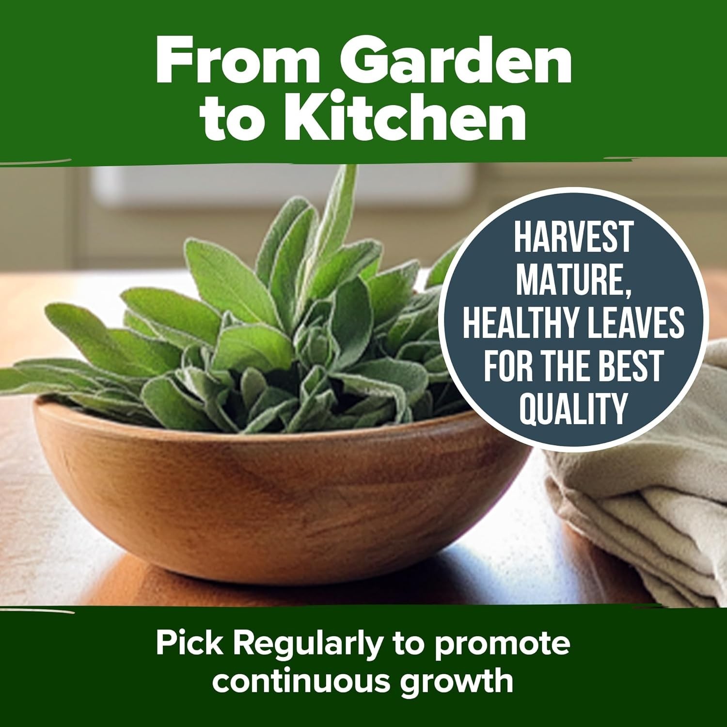 Non-GMO Heirloom White Sage Seeds (323 Pack) – Garden Gift for All Skill Levels
