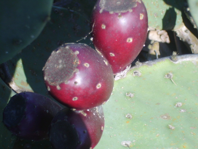 25 CAROLINA PRICKLY PEAR CACTUS SEEDS – Opuntia tunoidea