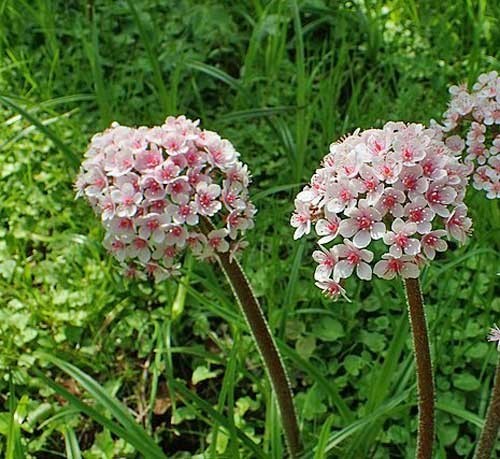 Darmera peltata | Indian Rhubarb | 50 Seeds