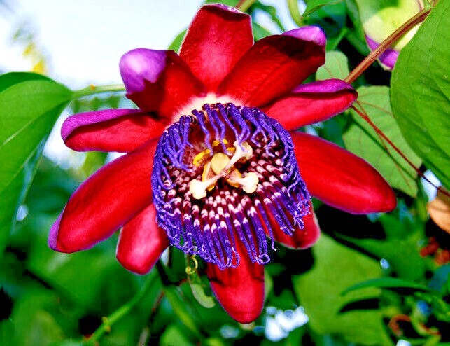 20 GIANT GRANADILLA SEEDS (Passiflora quadrangularis) Passionfruit Flower Plant