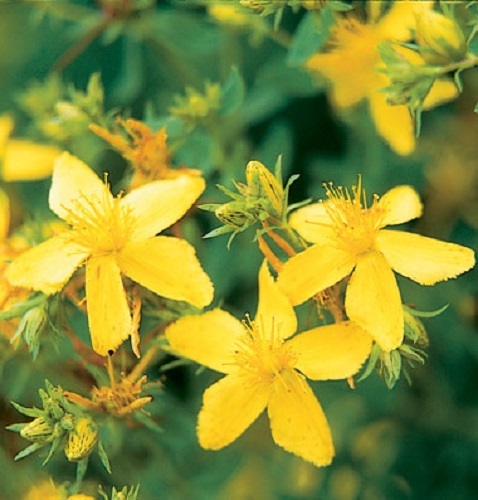 100+ Flower Seeds / Perennial / Golden Marguarite Chamomile / St. John’s Wort