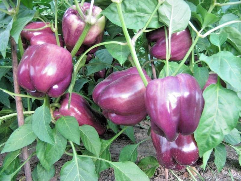 100+PURPLE Beauty Sweet BELL PEPPER Seed Organic Vegetable Garden Container Easy