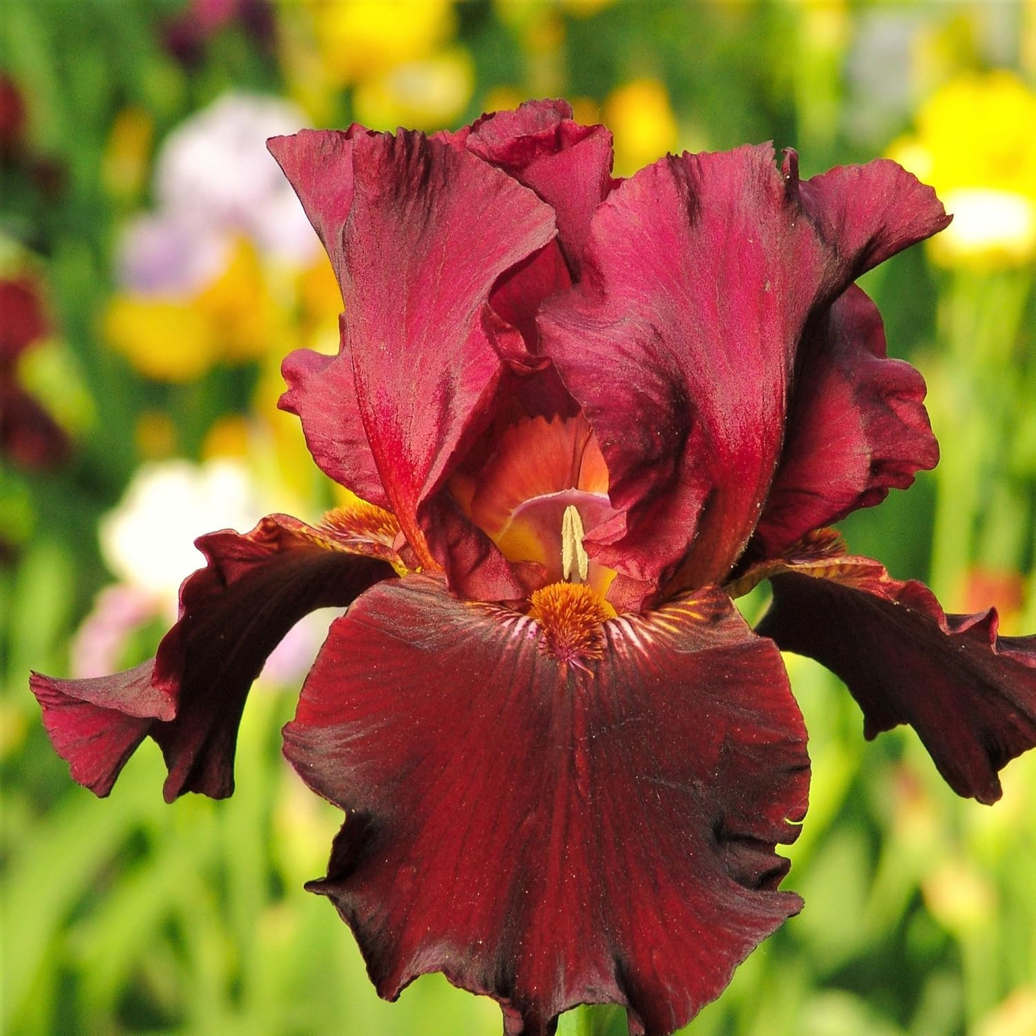 200+Mixed Rare Iris Flower Seeds to Plant Outdoor- Perennial Beautiful Blooms fo