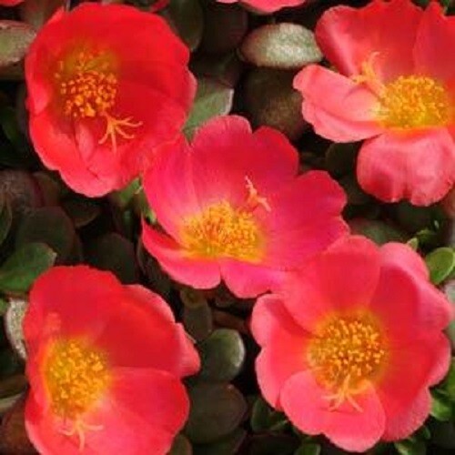 MPB#8 Purslane Seeds 50 Seeds Toucan Scarlet Shades succulent seeds moss rose
