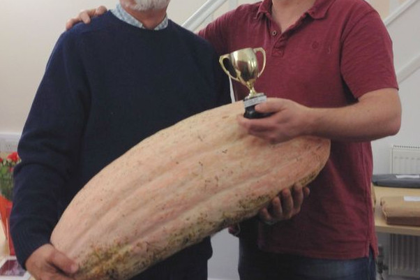 JUMBO PINK BANANA SQUASH SEEDS * 4 FOOT LONG * 70 POUNDS * 7 COUNT PKT. *