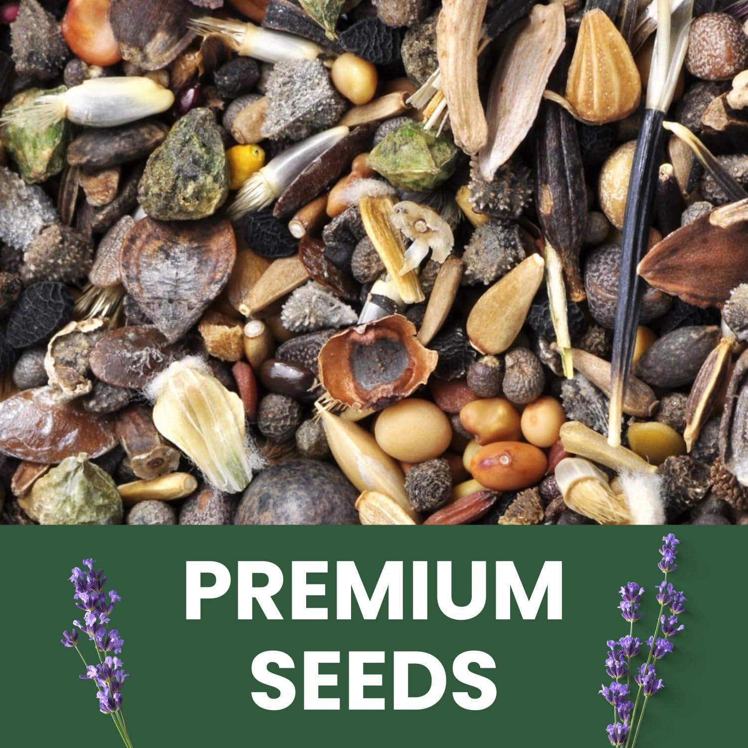 Lavender – 5,000 Seeds for Planting – 2026 Season – 5 Gram Pouch