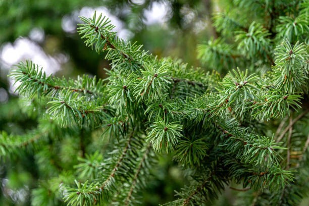 9 Chinese Douglas Fir Seeds (Pseudotsuga sinensis)