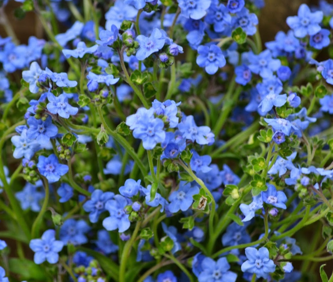 Forget Me Not Seeds, Chinese, Blue Flowers, Heirloom Flower Seeds, Non-Gmo, 75ct