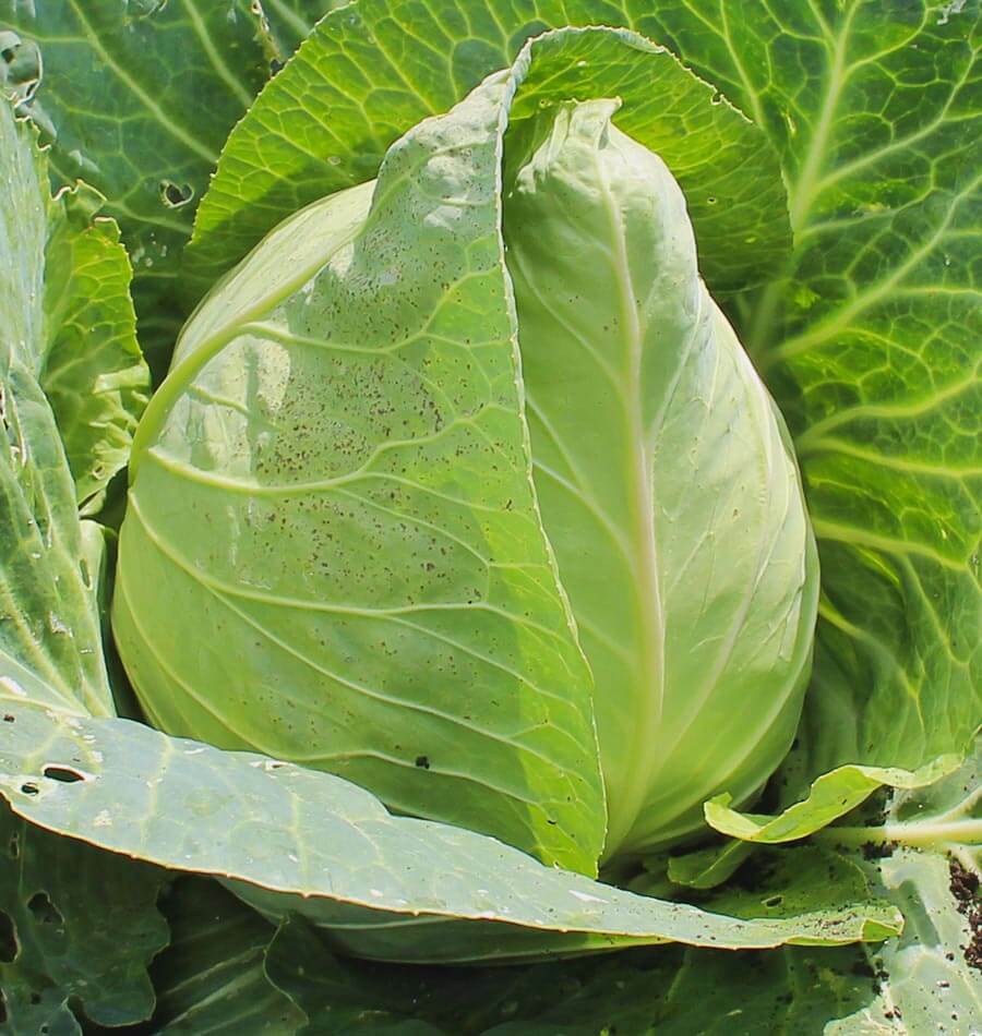 Early Jersey Wakefield Cabbage Seeds 500+ Heirloom Vegetable USA FREE SHIPPING
