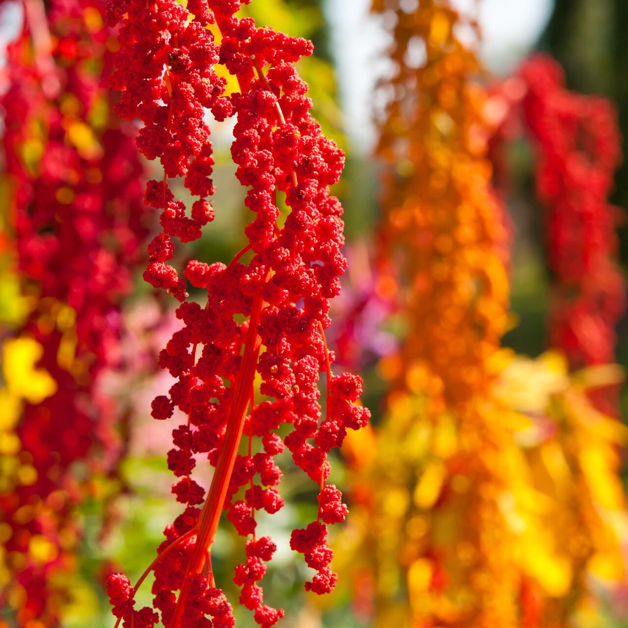Chenopodium quinoa BRIGHTEST BRILLIANT RAINBOW – Seeds!
