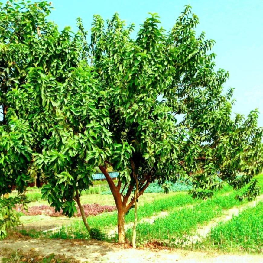 20 Lemon Apple Pink Guava Tree Fruit Seeds ‘Ruby Supreme’ Plant Psidium guajava