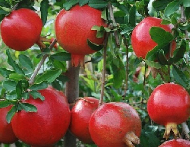 22 Seeds Organic Pomegranate “Punica Granatum Seeds E28.2 — US Seller