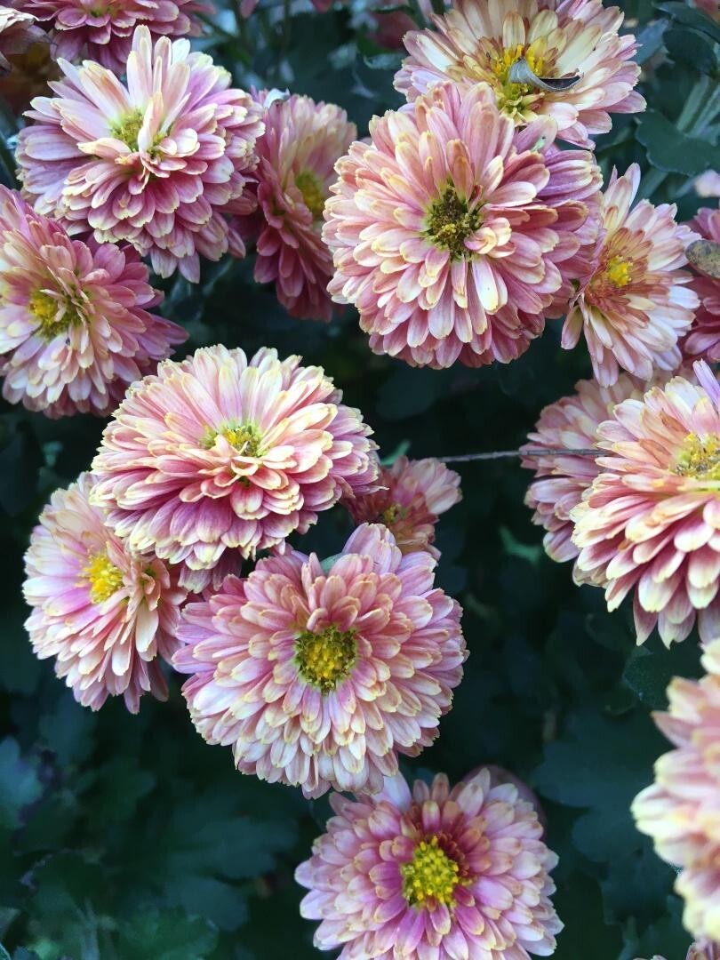 PINK Chrysanthemum Flowers 250 PINK Mum Seeds USA Seller Grown