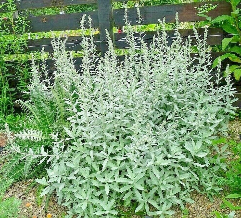 300+PRAIRIE SAGE Flower seeds White Sagebrush Perennial Native Wildflower smudge
