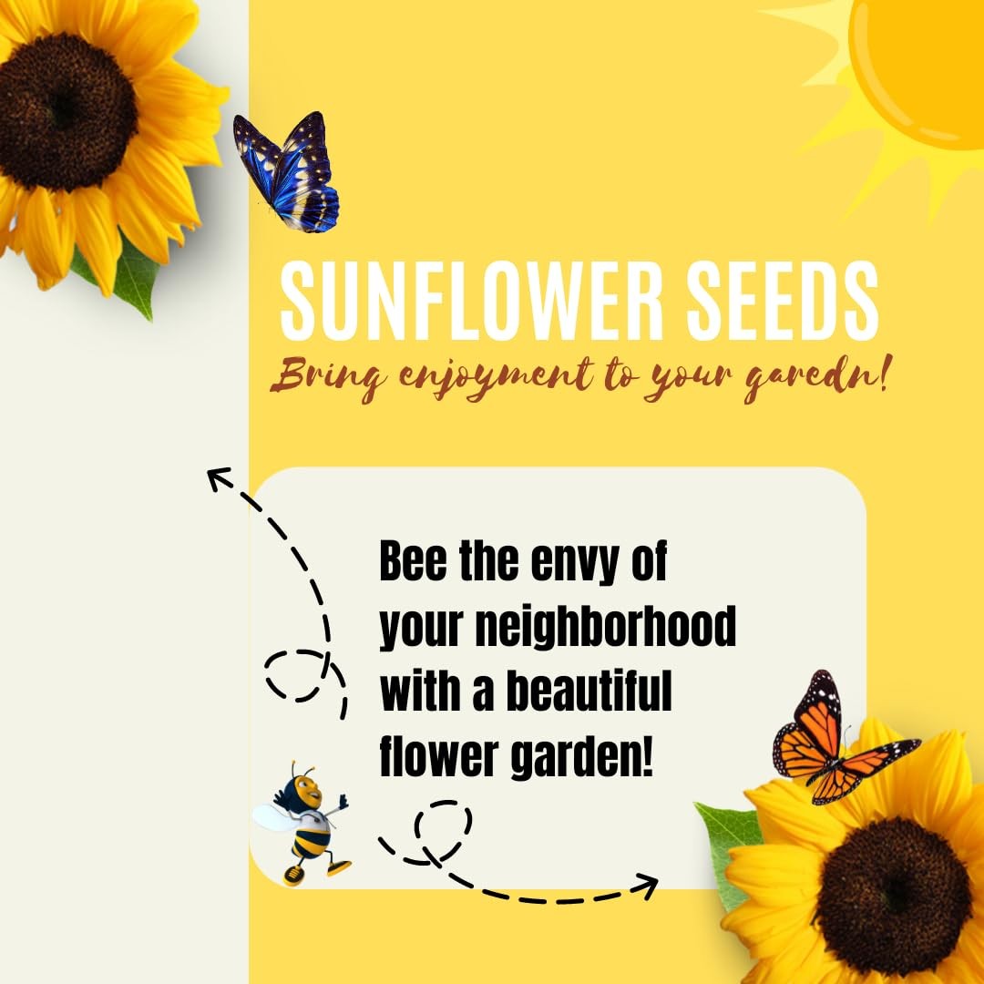 Dwarf Sunflower Seeds for Planting – to Plant and Grow Teddy Bear and Sunspot…