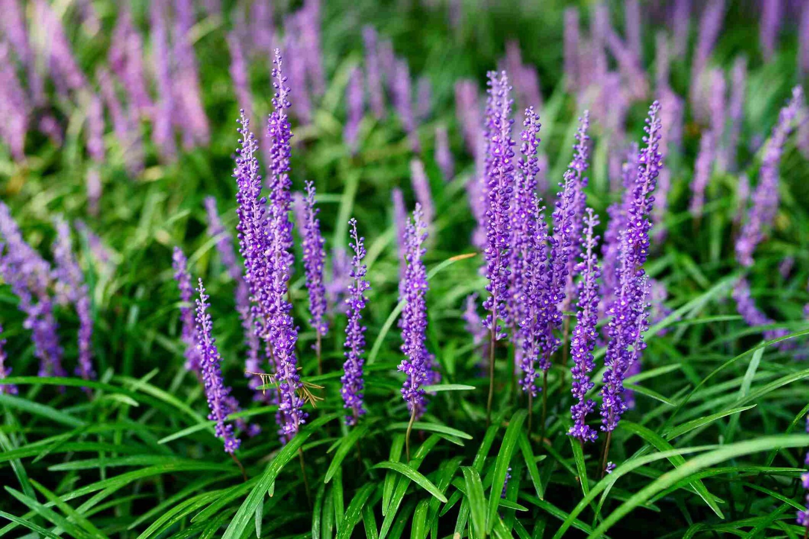 10 LILYTURF Flower Seeds Liriope Muscari Big Blue Lily Turf Clean Seed From 2024