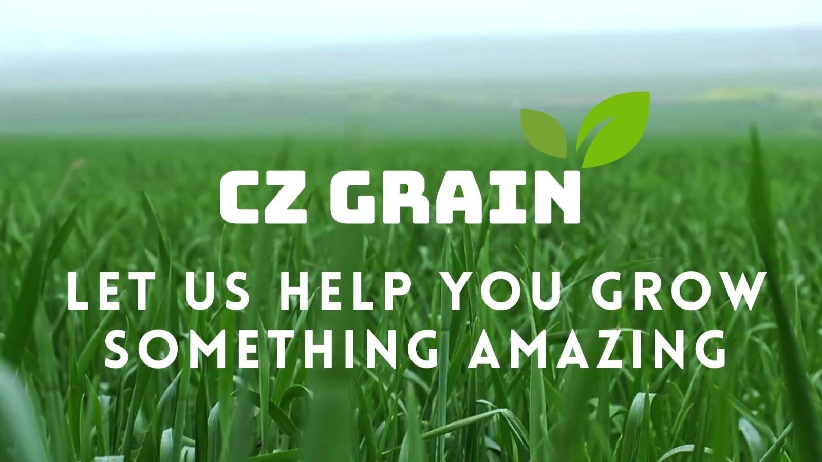 Purple Shamrock Bulbs 10 Count Indoor Outdoor Fast Growing Plant Good Luck
