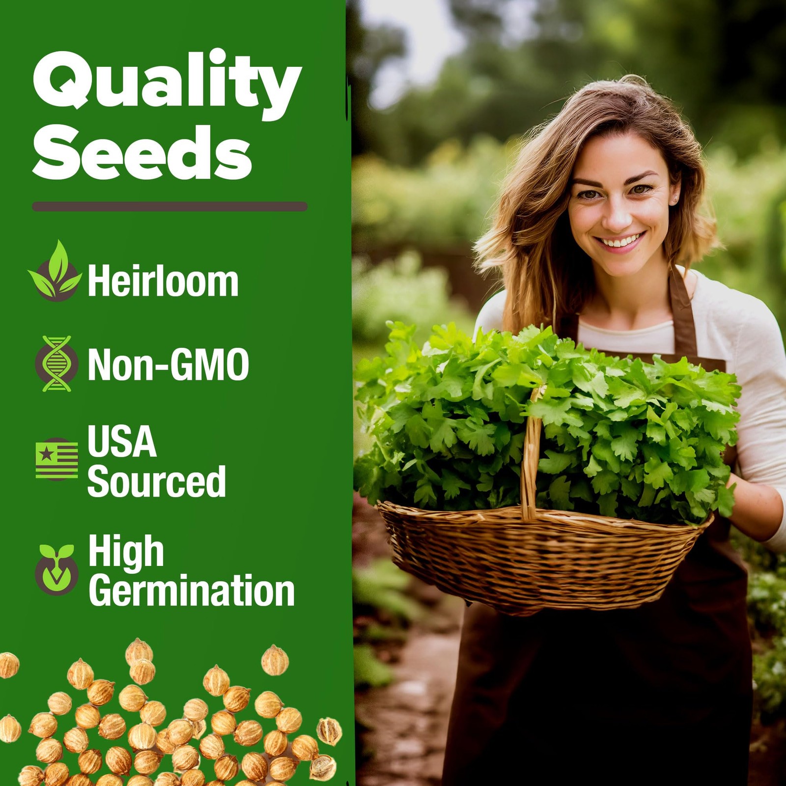 HOME GROWN Non GMO 500+ Cilantro Seeds for Planting Indoors or Outdoors Heir…