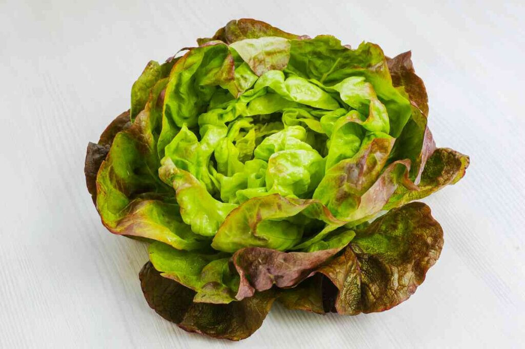 SALAD BOWL LEAF LETTUCE 2400 SEEDS FRESH FOR 2024 GARDENS
